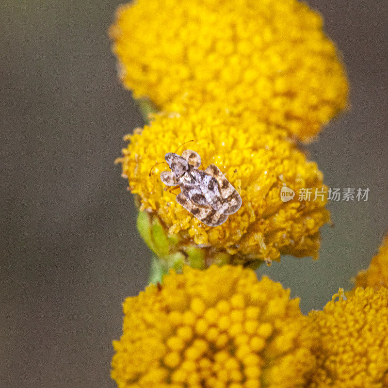 网纹虫或橡树虎，(Corythucha arccuata)，橡树花边虫。